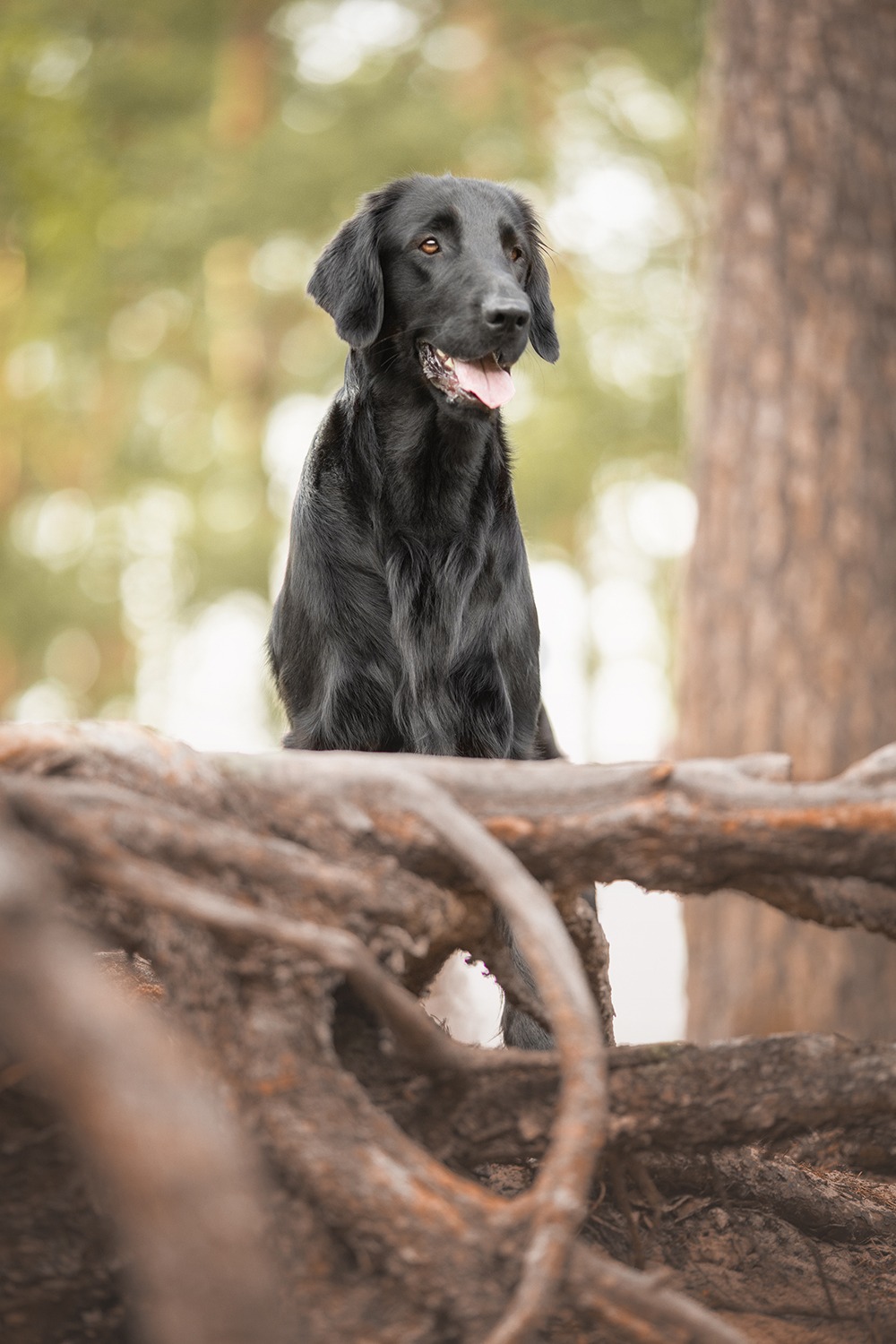 Flat Coated Retriever Wald Fotoshooting Hundefotografie Winsen Aller