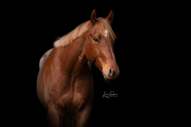 Fotoshooting Quarter Horse Wenden Studio