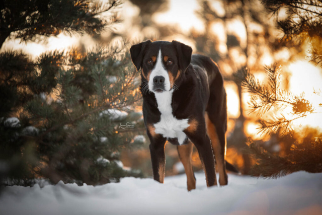 Schnee Hund Wald Garbsen Niedersachen Hundefotografin