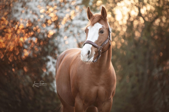 Hannover Pferdefotografie Pony Quarter Horse Sonnenuntergang