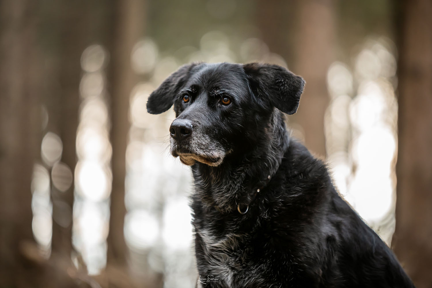 Hundeshooting mit einem alten  Hund mit grauer Nase im Deister