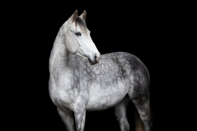 Schimmel Schwarzer Hintergrund Fotoshooting Garbsen Fotografie Pferd