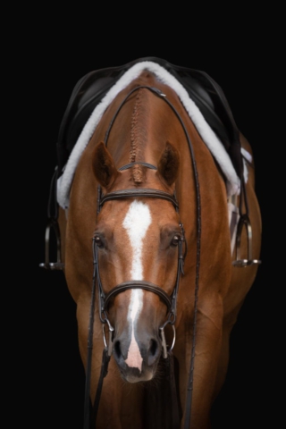 Quarter Horse mit hunter Equipment Fotoshooting schwarzer Hintergrund
